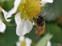 Murarka na truskawce 8